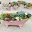 more on Sunshine Succulents pink -Antique -succulent -bath .25cm-