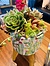 more on Sunshine Succulents - cactus print on bowl 18cm in height -