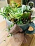 more on Sunshine Succulents rustic aqua succulent bowl 14cm -