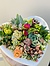 more on Sunshine Succulents love heart shaped bowl 13cm -