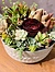 more on Sunshine Succulents- beige pattern succulent ceramic bowl -