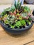 Photo of Sunshine Succulents Charcoal wok style succulent bowl 30cm 