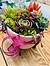 more on Sunshine Succulents Pink succulent bowl with wooden base 13cm