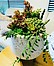 Photo of Sunshine Succulents Terrazzo succulent bowl with wooden legs 18cm 