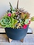 Photo of Sunshine Succulents - charcoal -succulent bowl -16cm - 