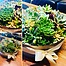 more on Sunshine Succulents - 25cm rustic bowl
