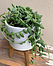 Photo of Sunshine Succulents white mini bowl with wooden base 13cm - 