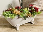 more on Sunshine Succulents-white Antique bath tub -