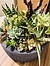 more on Sunshine Succulents - charcoal -rustic succulent bowl -18cm diameter -