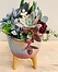 more on Sunshine Succulents - rainbow colour bowl 13cm with wooden base -