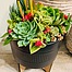 Photo of Sunshine Succulents - 13cm charcoal bowl with wooden base - 