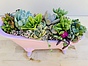Photo of Sunshine Succulents - pink antique bath full of succulents - 