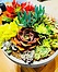 Photo of Sunshine Succulents -Gift Pack - Charcoal wok style bowl -30cm + 1 Bottle Moet 