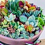 more on Sunshine Succulents-23cm Urban succulent bowl -