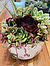 more on Sunshine Succulents - white rustic bowl 14cm -