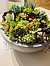Photo of Sunshine Succulents-charcoal-grey 0cm -wok- style -succulent -bowl - 