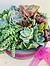 more on Sunshine Succulents-charcoal- 22cm cement bowl -