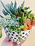 more on Sunshine Succulents - 13cm poka dot bowl with mini feet -