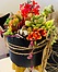 more on Sunshine Succulents-charcoal 13cm bowl with wooden base  -