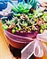 Photo of Sunshine Succulents pink mini bowl with wooden base 13cm- 