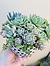 more on Sunshine Succulents - 13cm poka dot bowl with mini feet -
