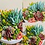 more on Sunshine Succulents - marble like wok style succulent bowl 30cm -