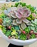 more on Sunshine Succulents 30cm wok style succulent bowl -