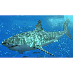 Shark Protection image - click to shop
